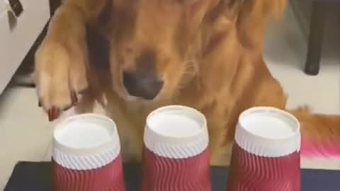 Funniest Animals - Best Of The 2021 Funny Animal Videos