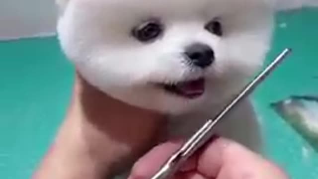 Guys check this funny and cute dog like a cat