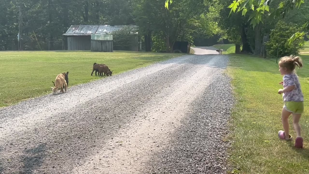 Girl Chases Her Pygmy Goats