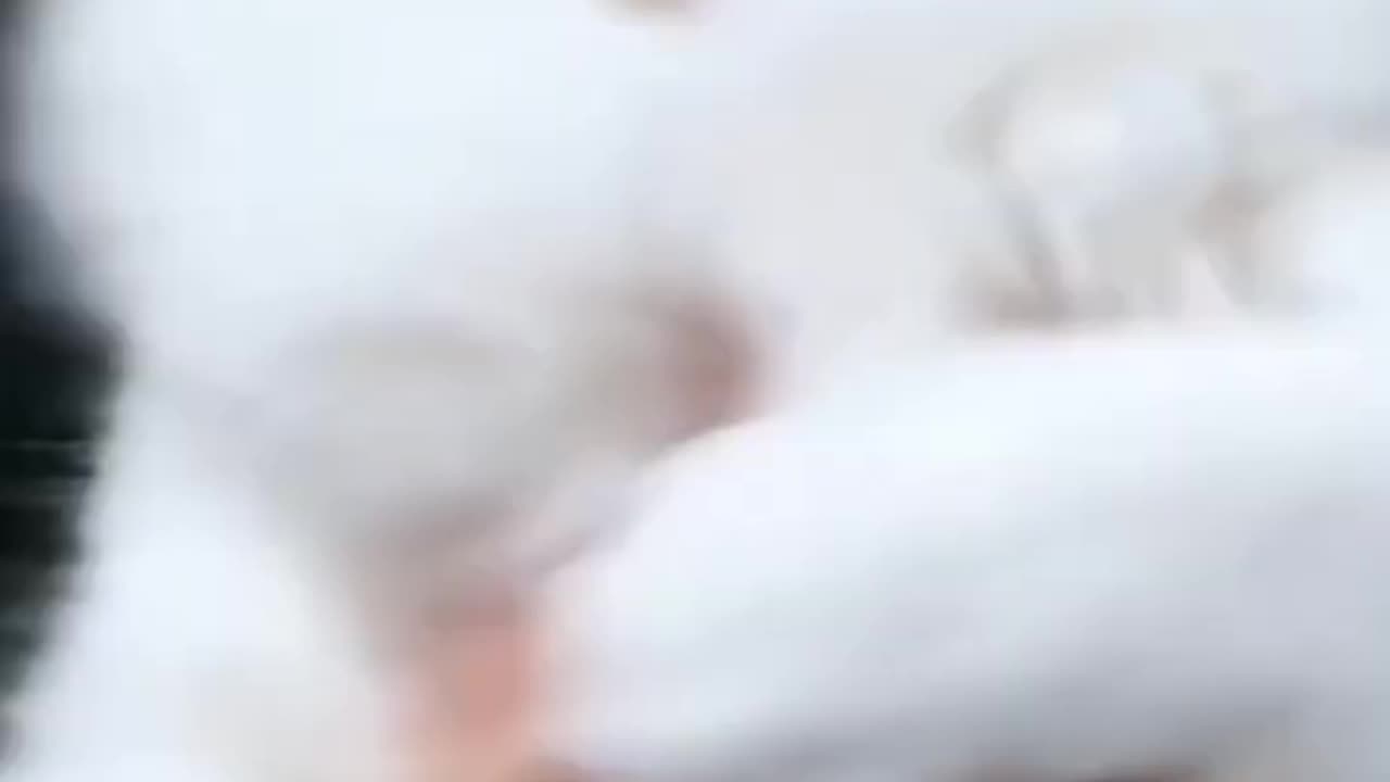 Cat funny video