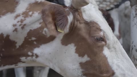 Close up cows feeding process on modern farm