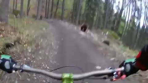 angry animal