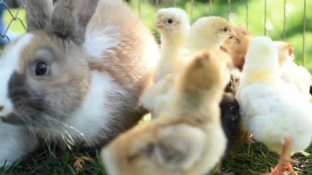 Close Up Newborn Chickens And Easter Bunny In Warm Tone On The Grass Field On Green Background.🐣🐇