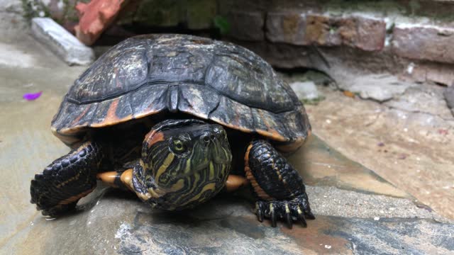 Interesting Eye For Black Old turtle