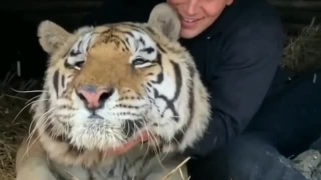 Shows of Lovely cute tiger 🐅 and human .. beautiful moments ♥️♥️😍😍