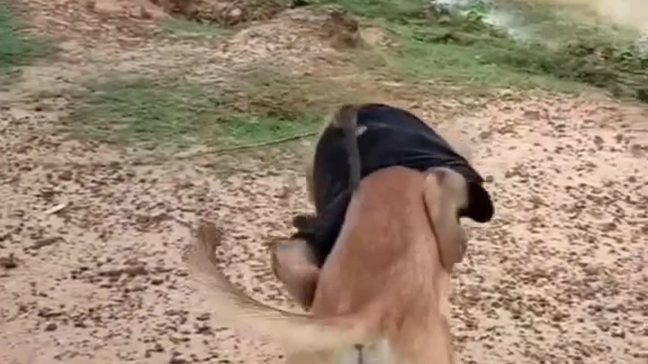 Funny monkey