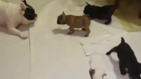 Mother and puppies
