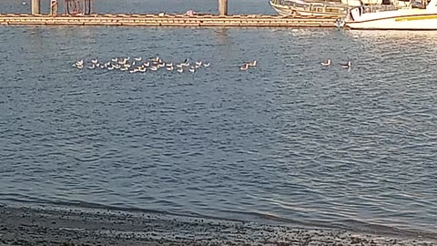 bird in sea beach