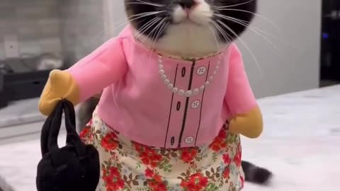 cat