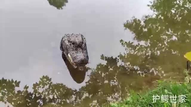 Crocodile