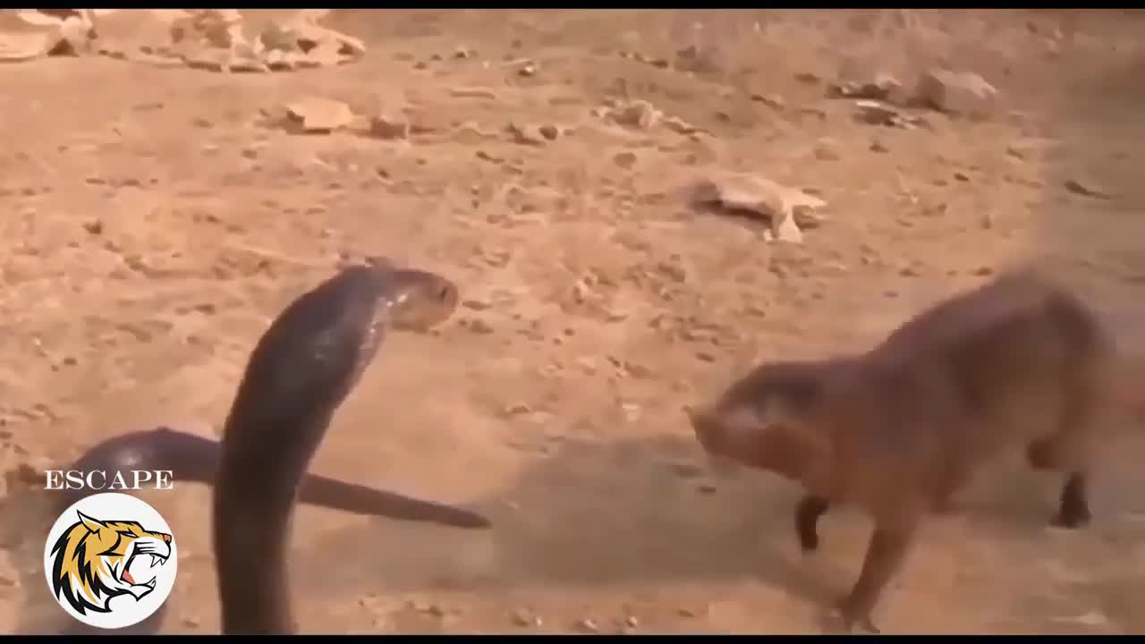 the cobra and mongoose battle