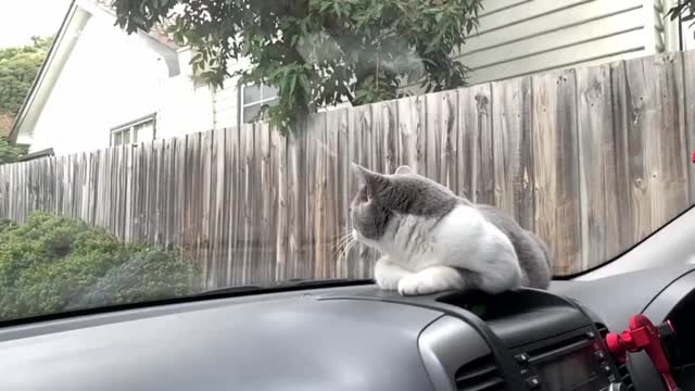 Funniest Animals ever