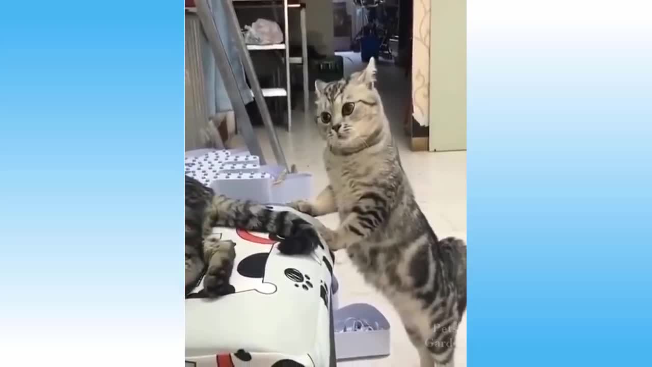 Try not to laugh cats being crazy