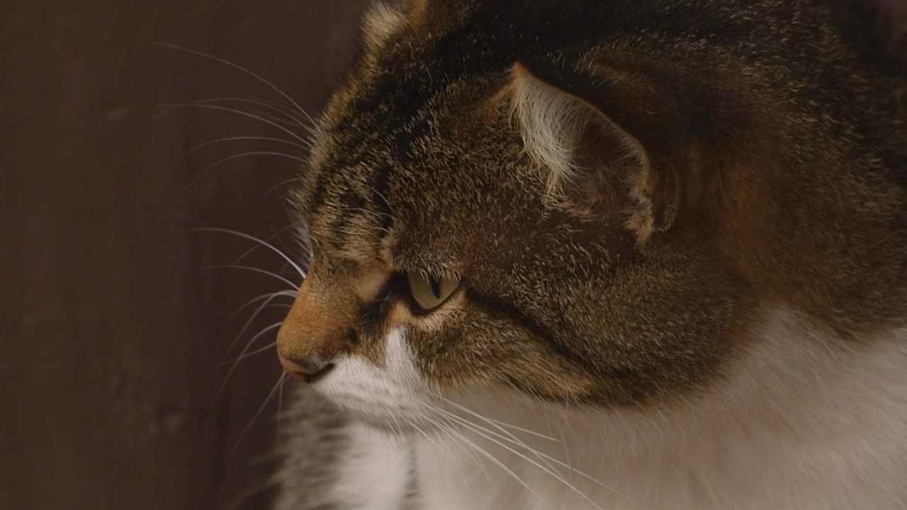 Today the cat are so sad because she is so sick (new cat video)