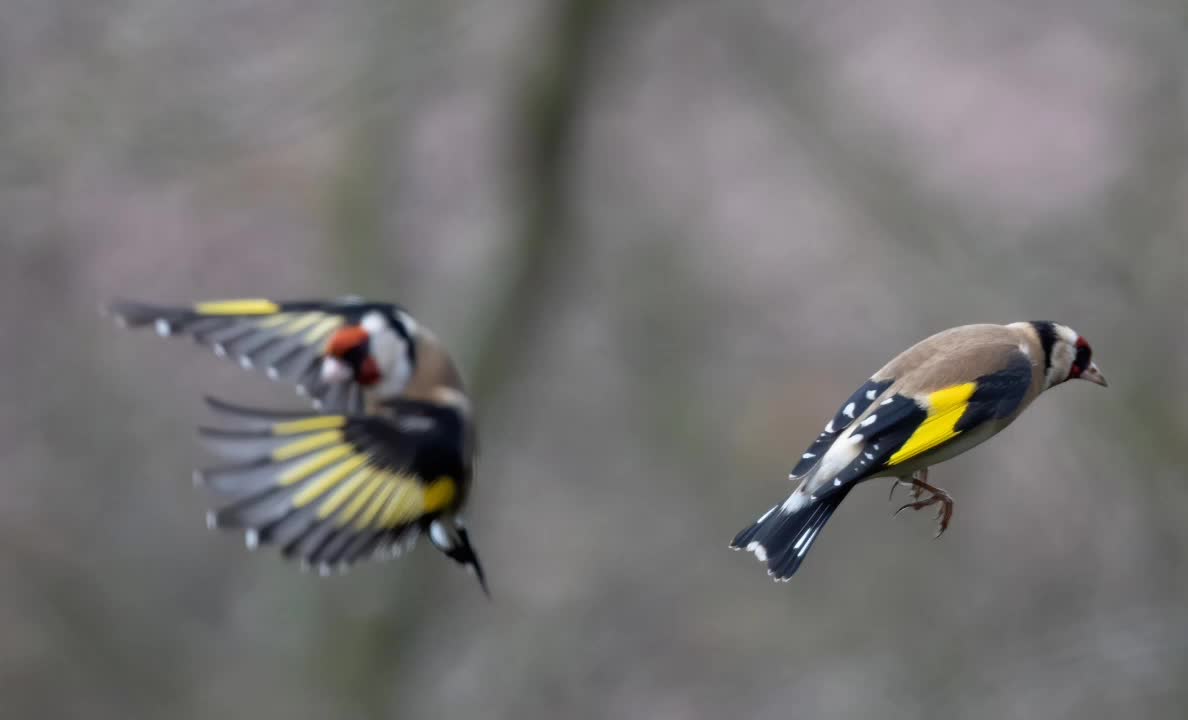 goldfinch singing