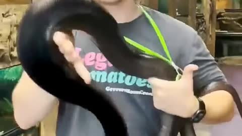 Anaconda attack