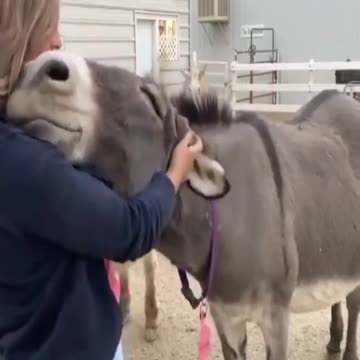 RADICAL ANIMAL HIPPOPOTAMUS #shorts