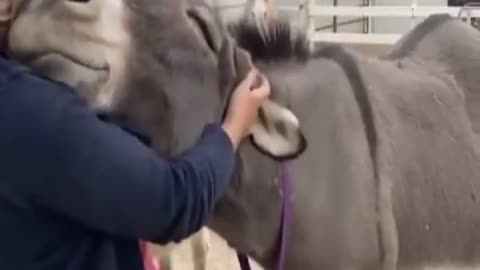 RADICAL ANIMAL HIPPOPOTAMUS #shorts