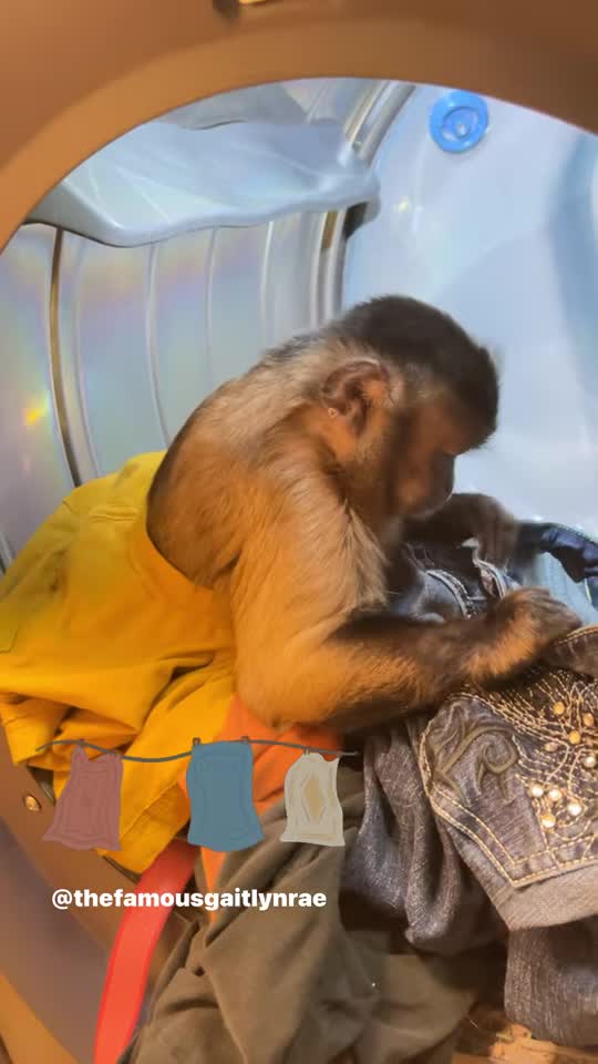Laundry night #laundryservice #gaitlynrae #animal #monkey #pet #service #chores #earnyourkeep