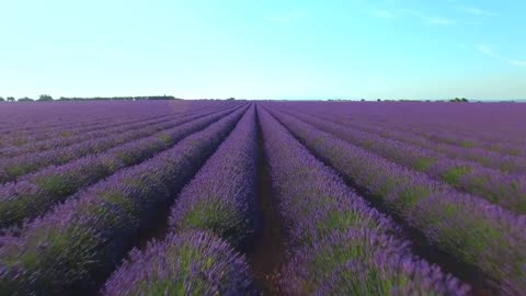 Beautiful lavender