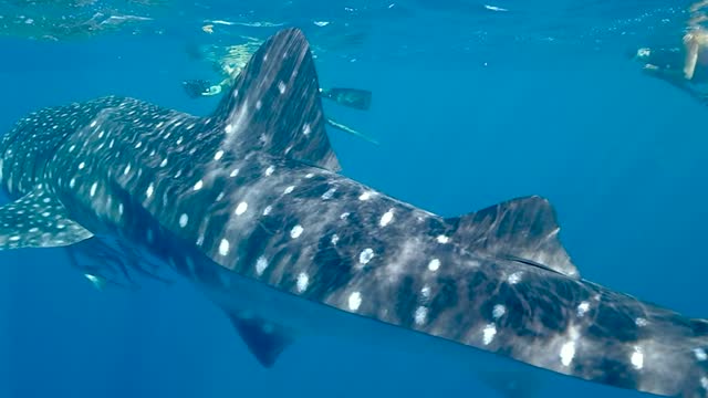 Whale shark 2021