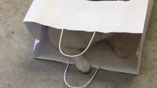 In The Bag