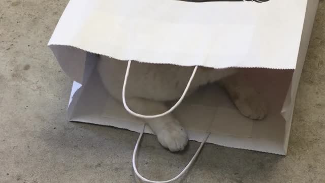 In The Bag