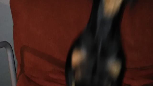 Luccio saltando
