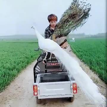 Beautiful Bird peacock 🦚