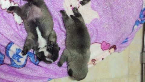 Sleeping Baby Pugs On The Blanket !