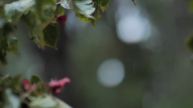 Raindrops falling on the leaves of a plant