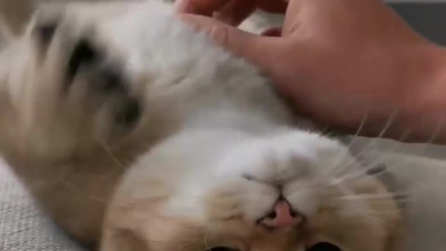 Funny Cats and Kittens Meowing Compilation 2021