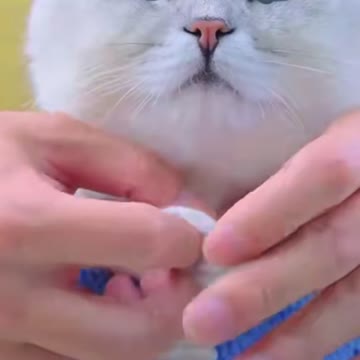 The best cat and the best suit.