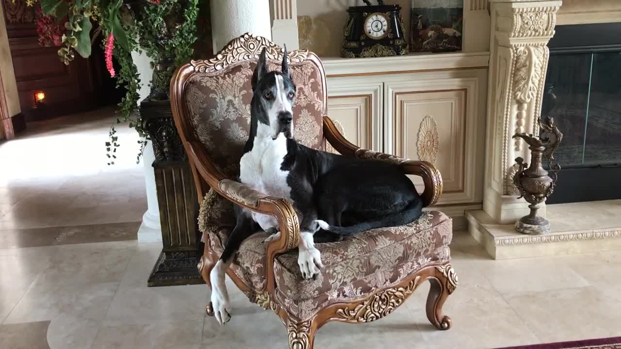 Laid Back Great Dane Gaurd Dog Barks From Her Comfy Chair