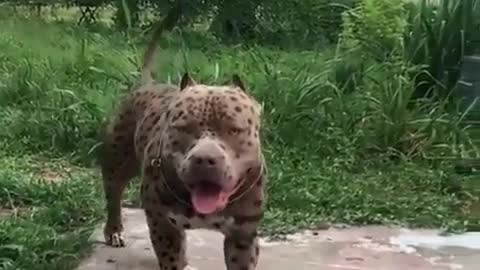 Funny Little Animals