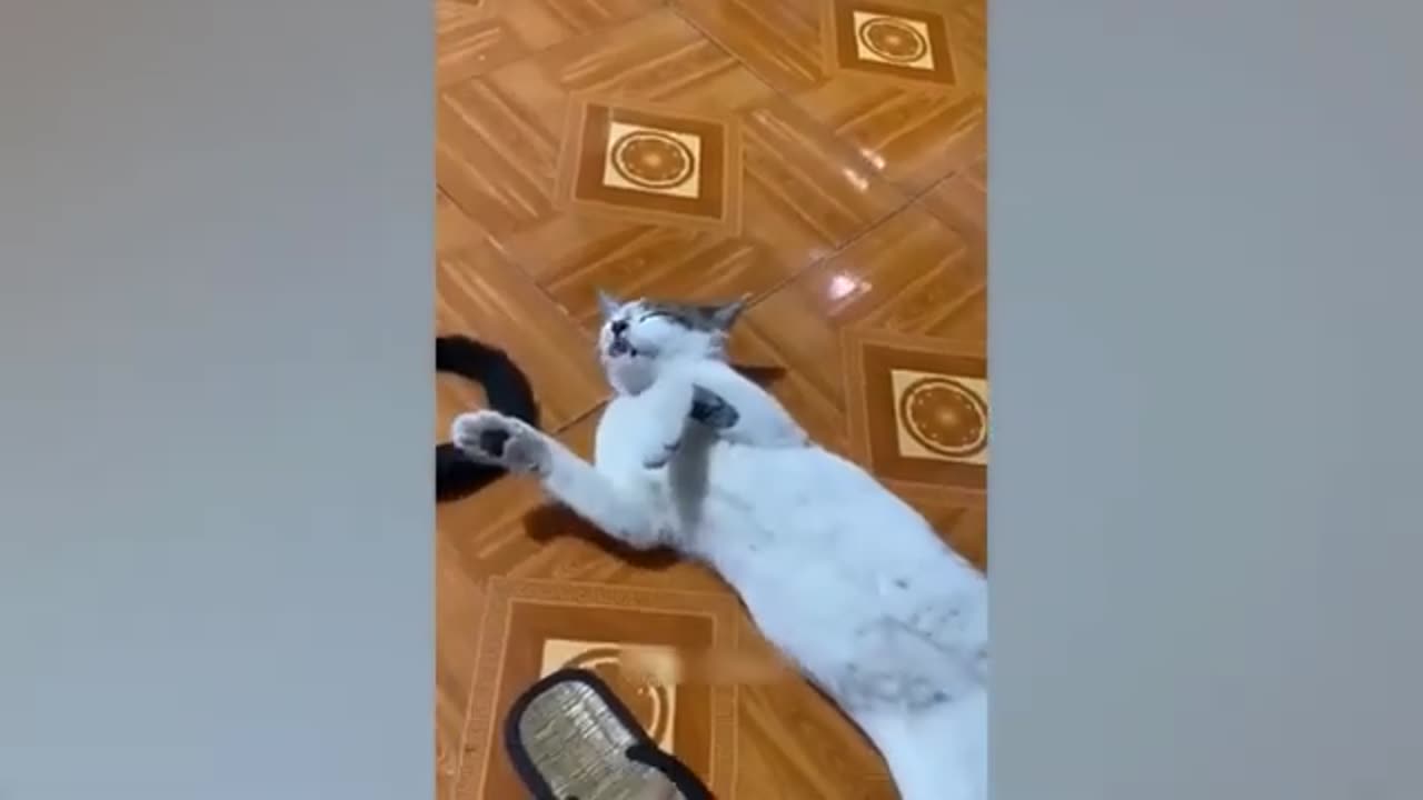 Funny animal video