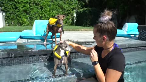 How I Teach My Dogs To Swim With A few Simple Tricks