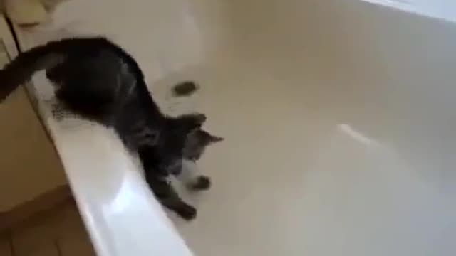 El gato curioso se cae al agua 🤷