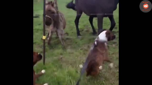 Donkey Laughs at Dog Getting Shocked By Electric Fence