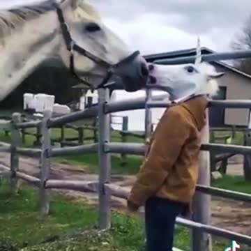 Wonderful horse prank funy tiktok viral video