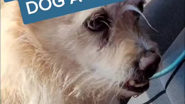 How to give your dog a mohawk