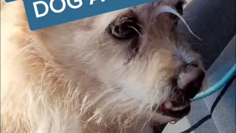 How to give your dog a mohawk