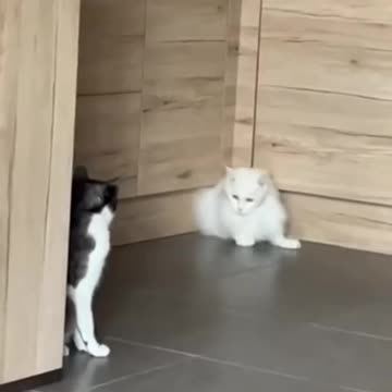 A cute Cat got out from a closed kitchen cabinet - Funny cats video