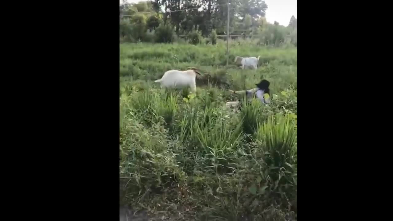 Funny Moments Of The Year Compilation 😆🔥🐷