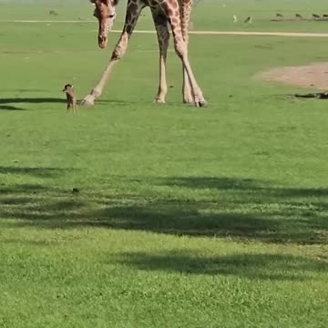 Daily Happy Video (4) - Curious Giraffe Inspects Baby Deer