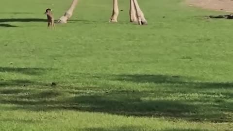 Daily Happy Video (4) - Curious Giraffe Inspects Baby Deer