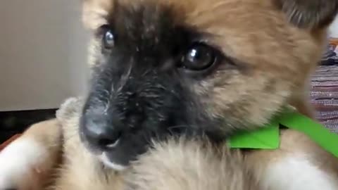 Cute dog enjoying Xmas🎅