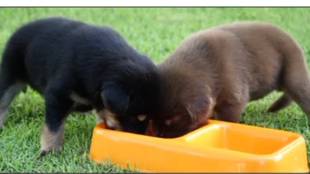 Double cute litte dogs are eat food.