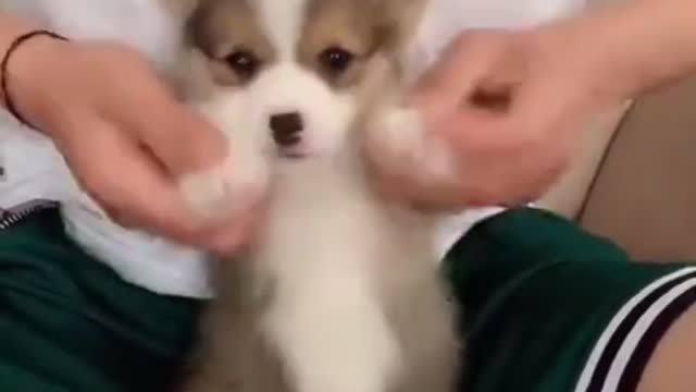 This dog is so funny π look at what itβs doing π