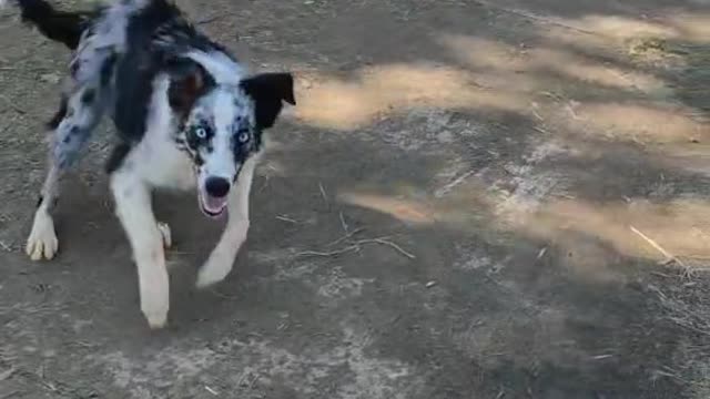 dog running very fast/dog playing.